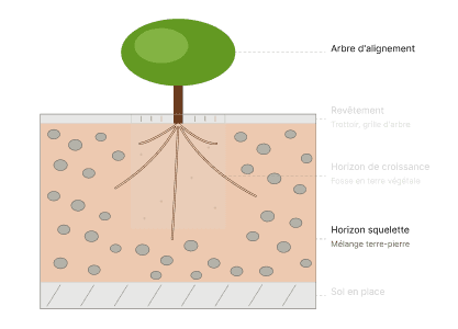 Profil type d'un sol d'alignement d'arbre : horizon de croissance entouré d'un horizon squelette, posés sur le sol en place